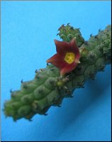 Echidnopsis archeri